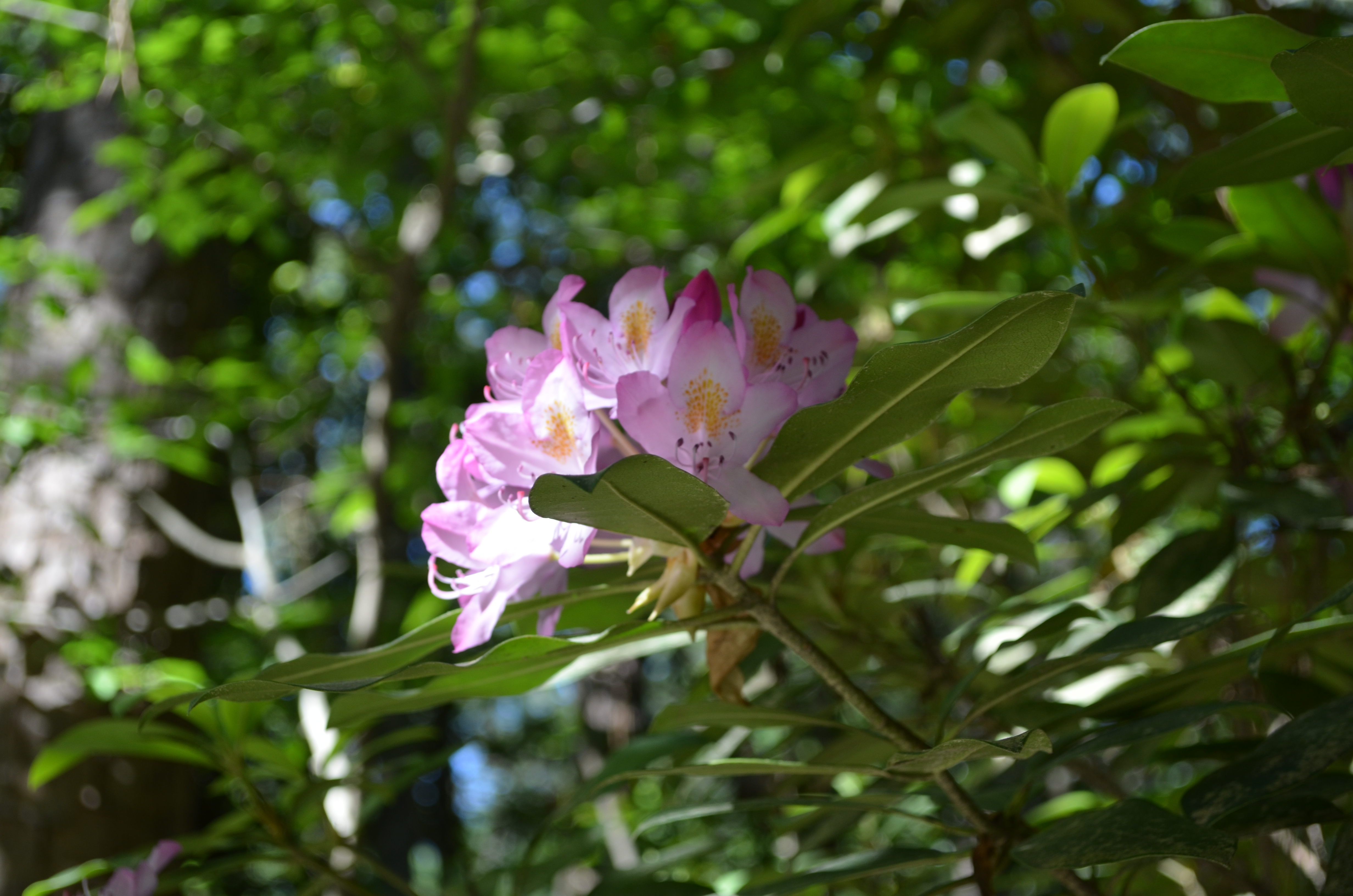 ./2014/Duke Gardens/DSC_4676.JPG